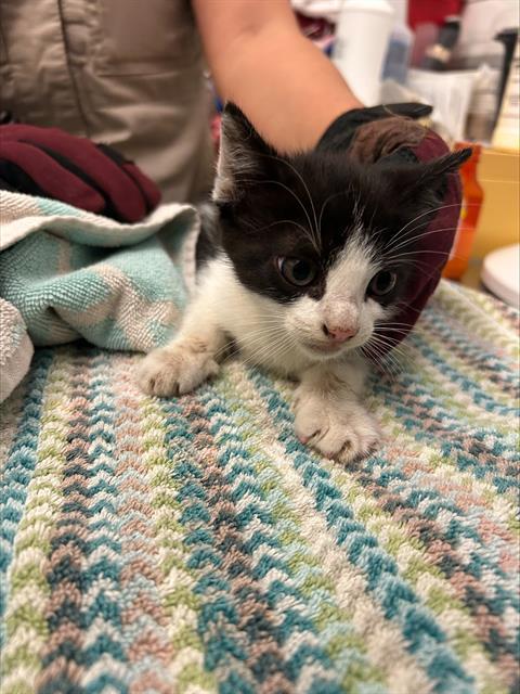 RAINBOW, Adoptable, Kitten Female Domestic Short Hair.