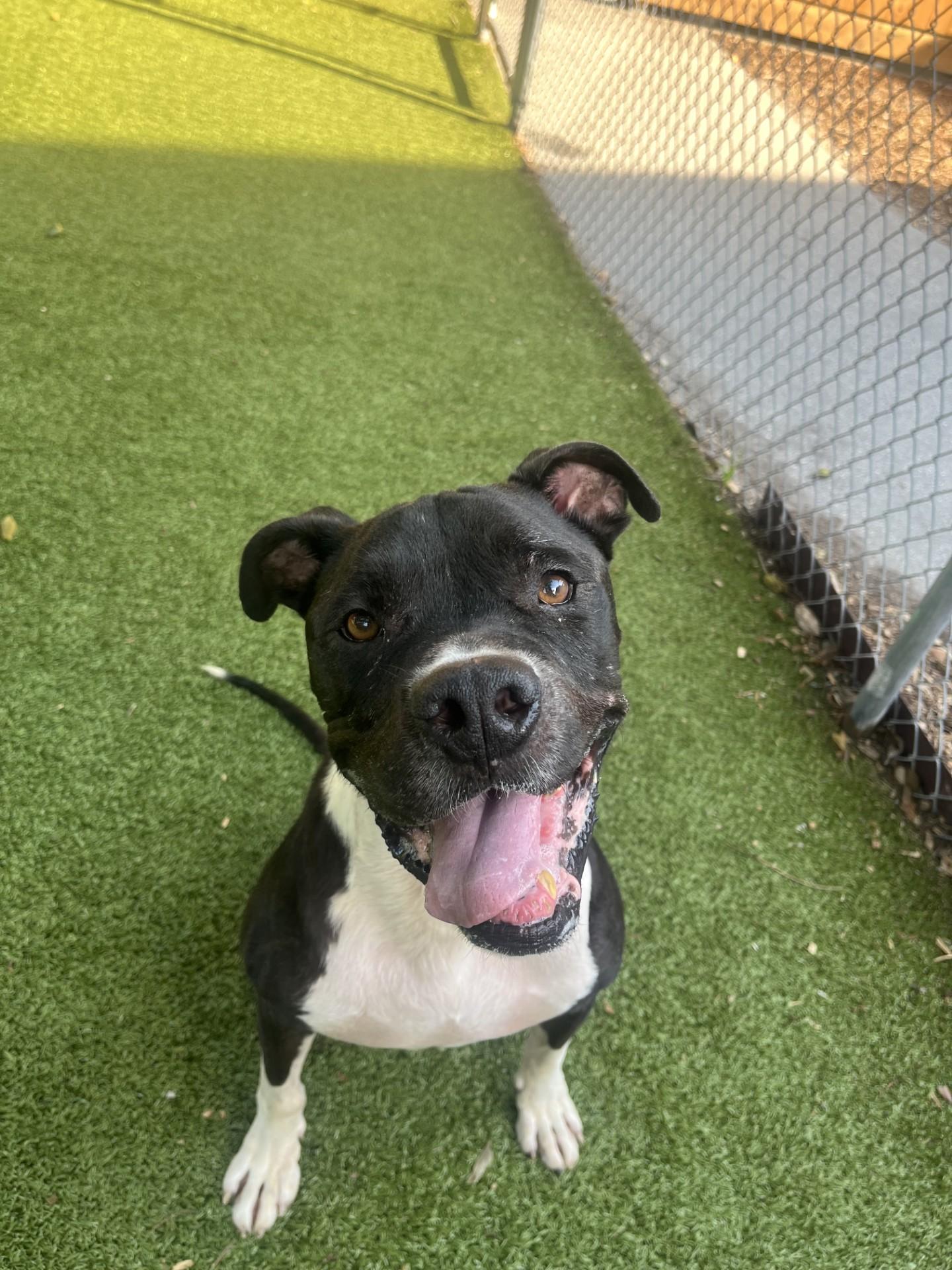 Wagner, a Adoptable mixed breed in Hilton Head Island, SC image 1/3