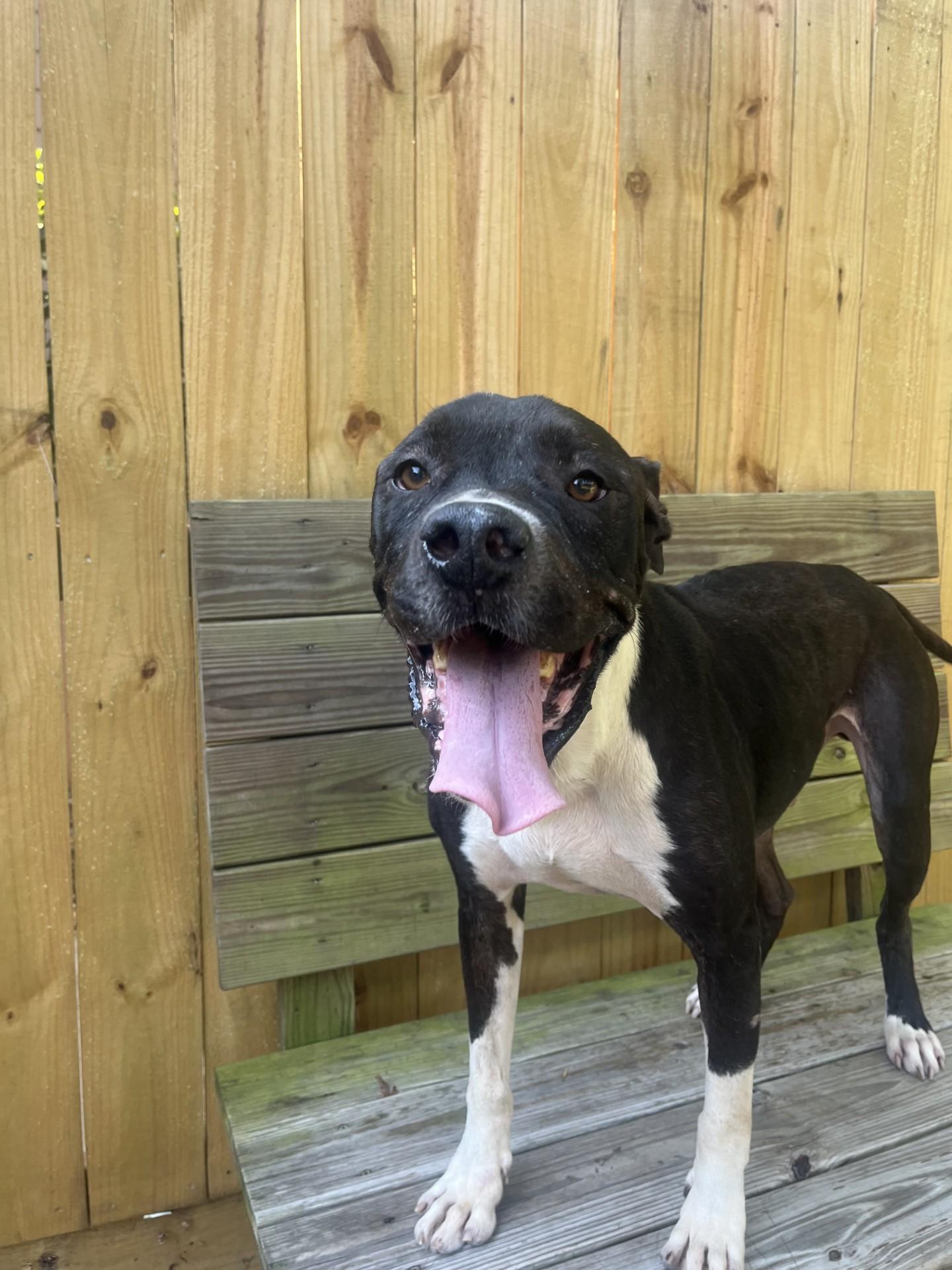 Wagner, a Adoptable mixed breed in Hilton Head Island, SC image 2/3