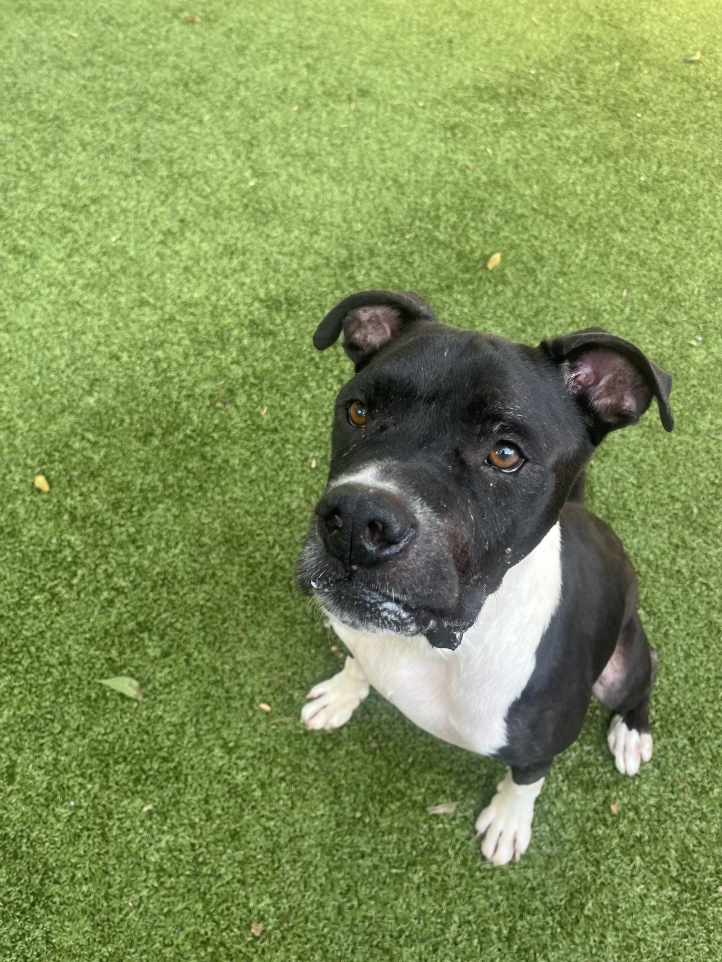 Wagner, a Adoptable mixed breed in Hilton Head Island, SC image 3/3