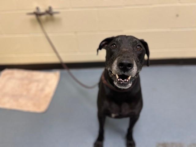 DE'OGEE, Adoptable, Adult Male Labrador Retriever & Mixed Breed.