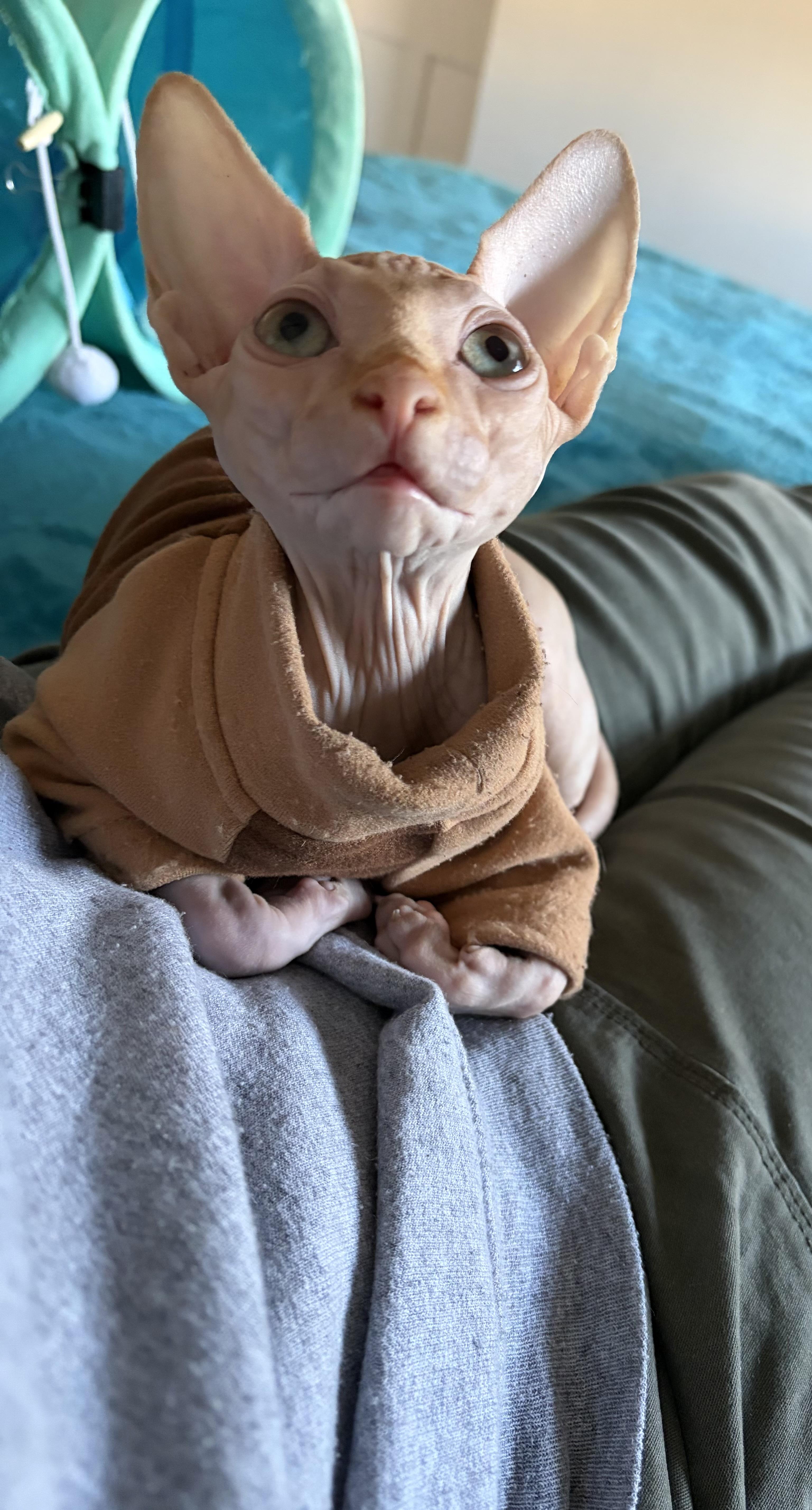 Enlarge Max , an adopted Sphynx / Hairless Cat in Ardsley, NY image 2/2