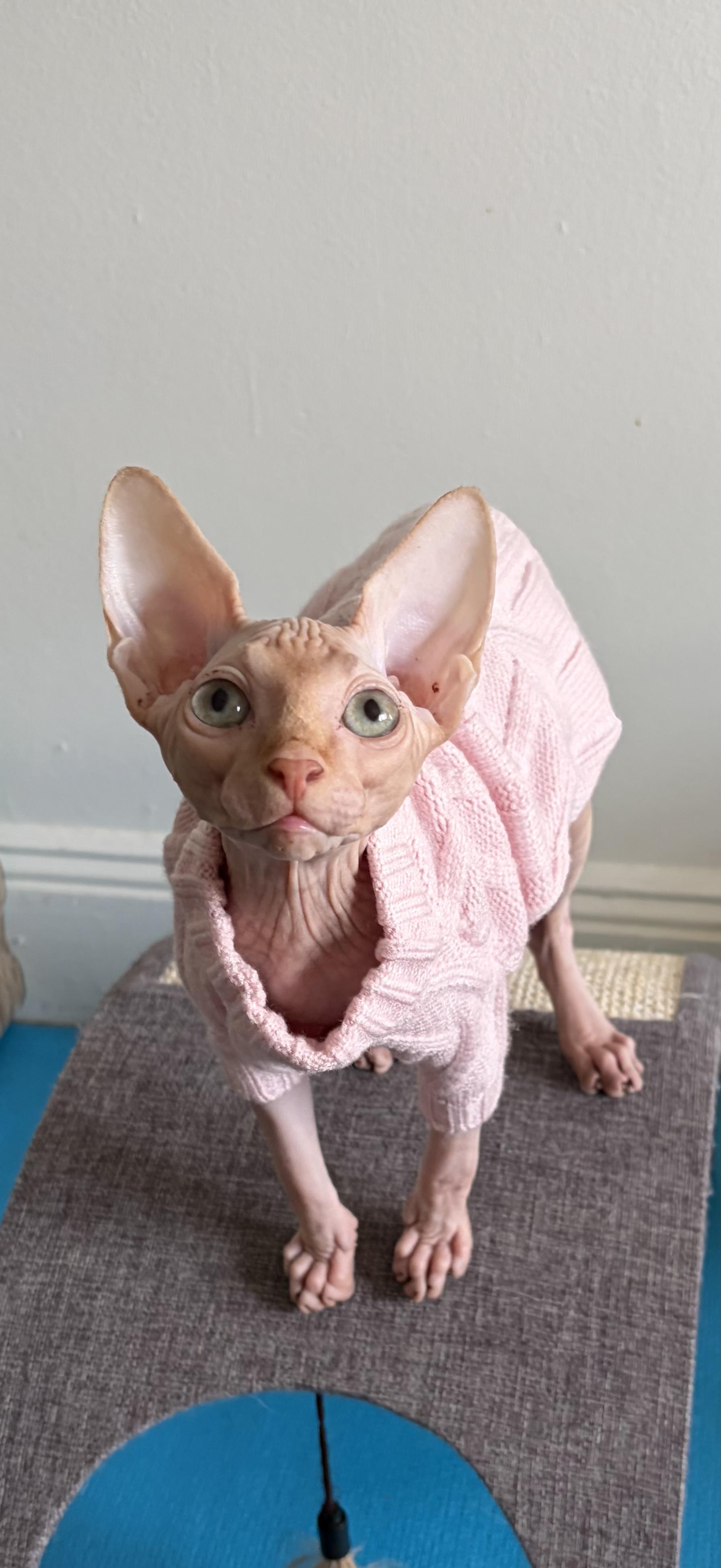 Enlarge Max , an adopted Sphynx / Hairless Cat in Ardsley, NY image 1/2