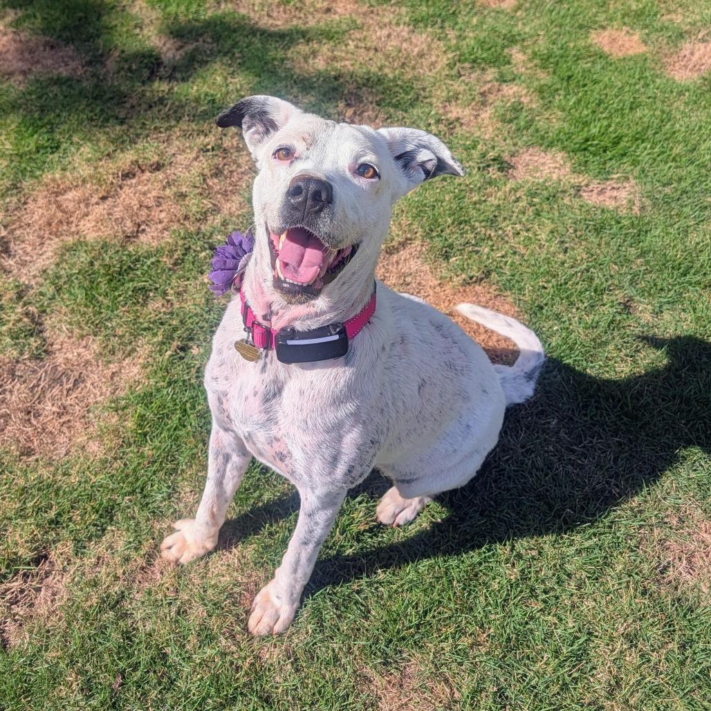 Enlarge Cici, a Adoptable Mixed Breed in Auburn, AL image 2/6