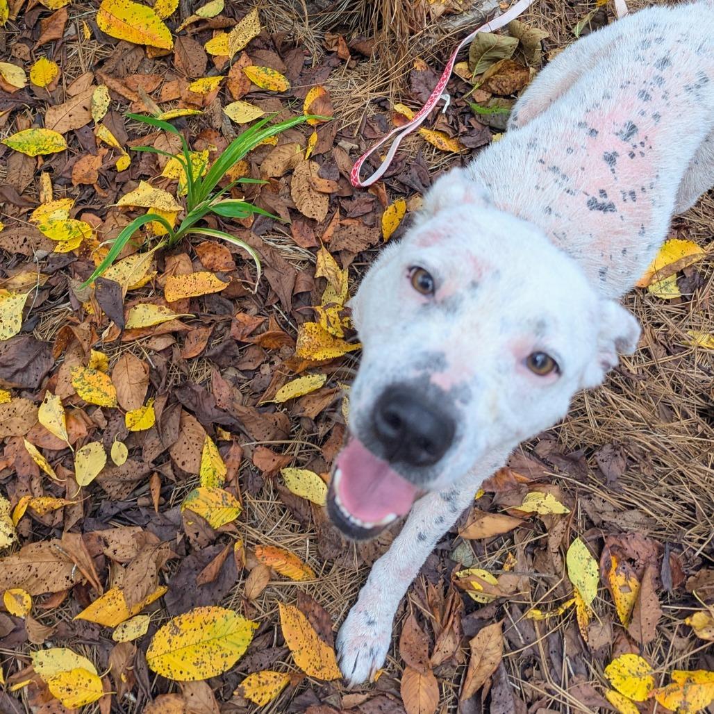 Cici, Adoptable, Adult Female Mixed Breed.