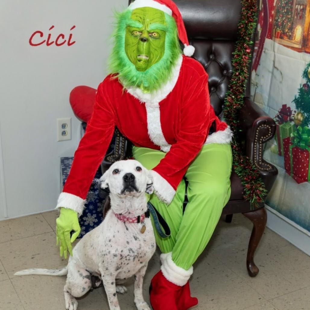 Enlarge Cici, a Adoptable Mixed Breed in Auburn, AL image 3/6