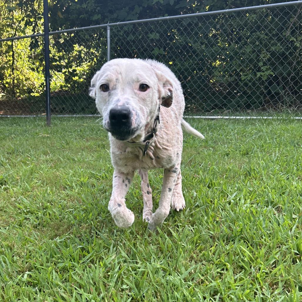 Enlarge Cici, a Adoptable Mixed Breed in Auburn, AL image 3/6