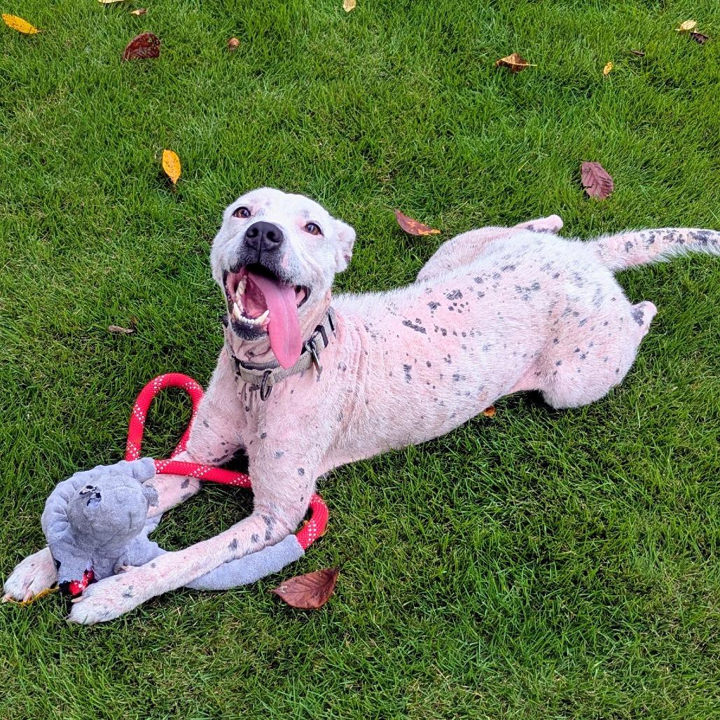 Cici, a Adoptable Mixed Breed in Auburn, AL image 2/6