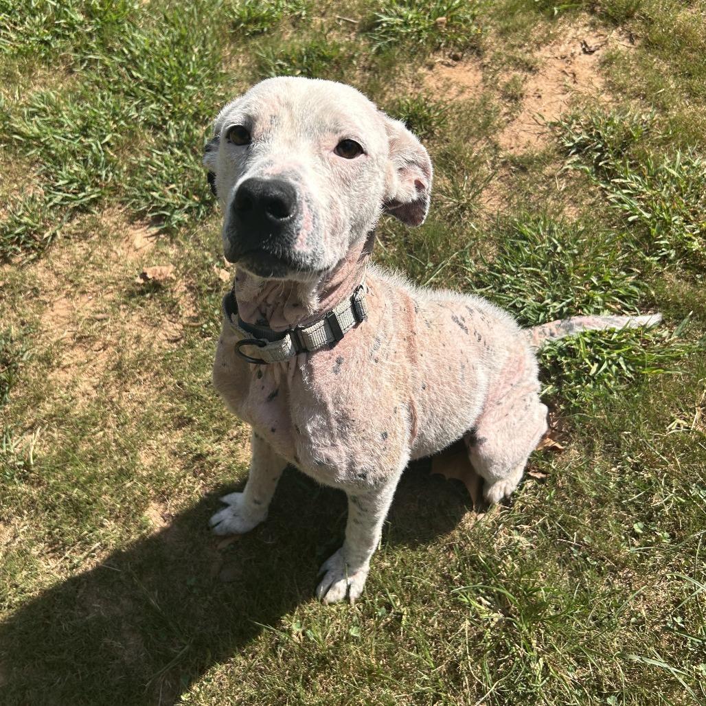 Enlarge Cici, a Adoptable Mixed Breed in Auburn, AL image 4/6