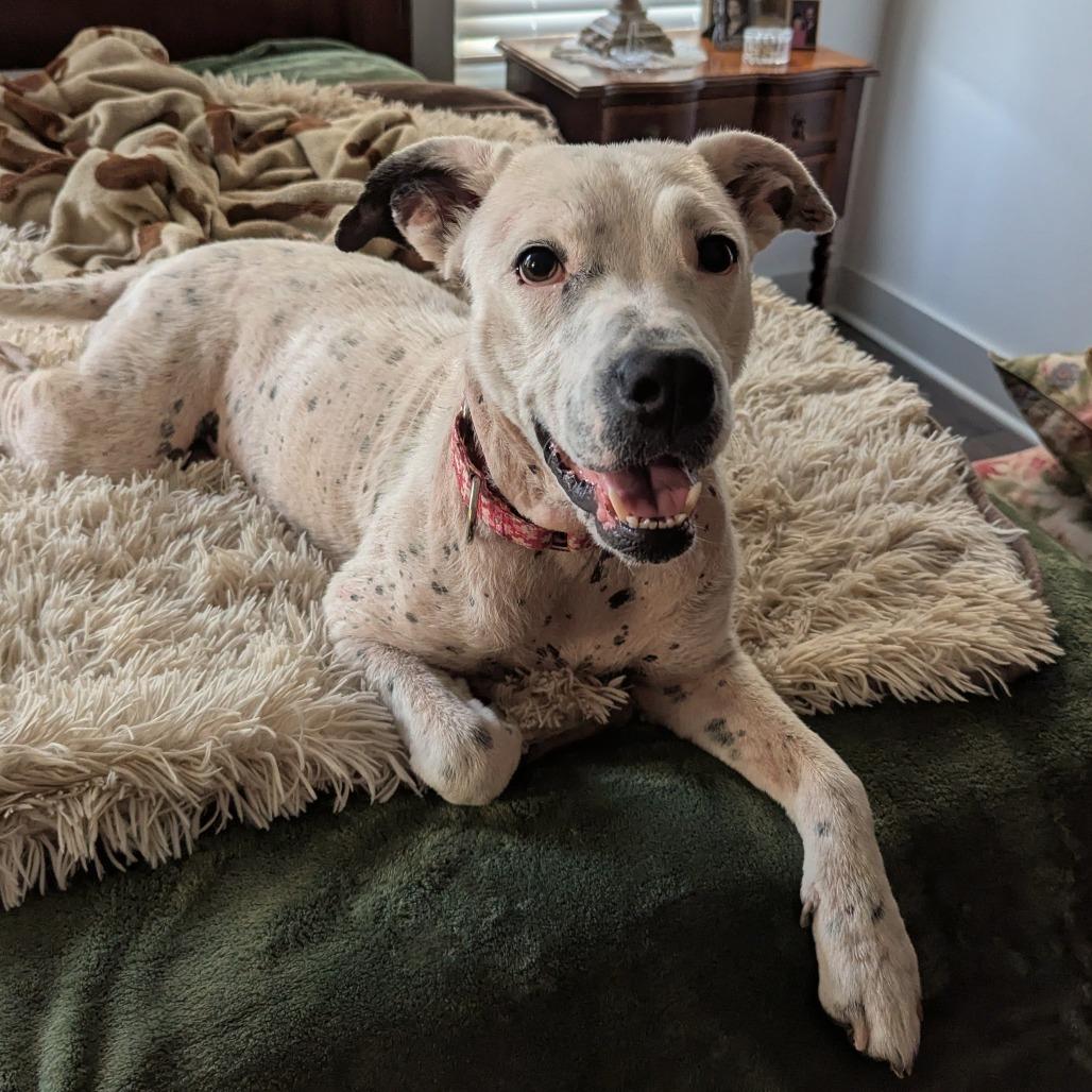 Enlarge Cici, a Adoptable Mixed Breed in Auburn, AL image 5/6