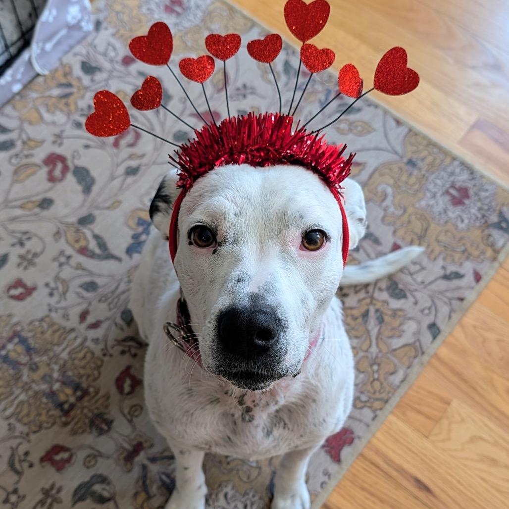 Cici, a Adoptable Mixed Breed in Auburn, AL image 4/6