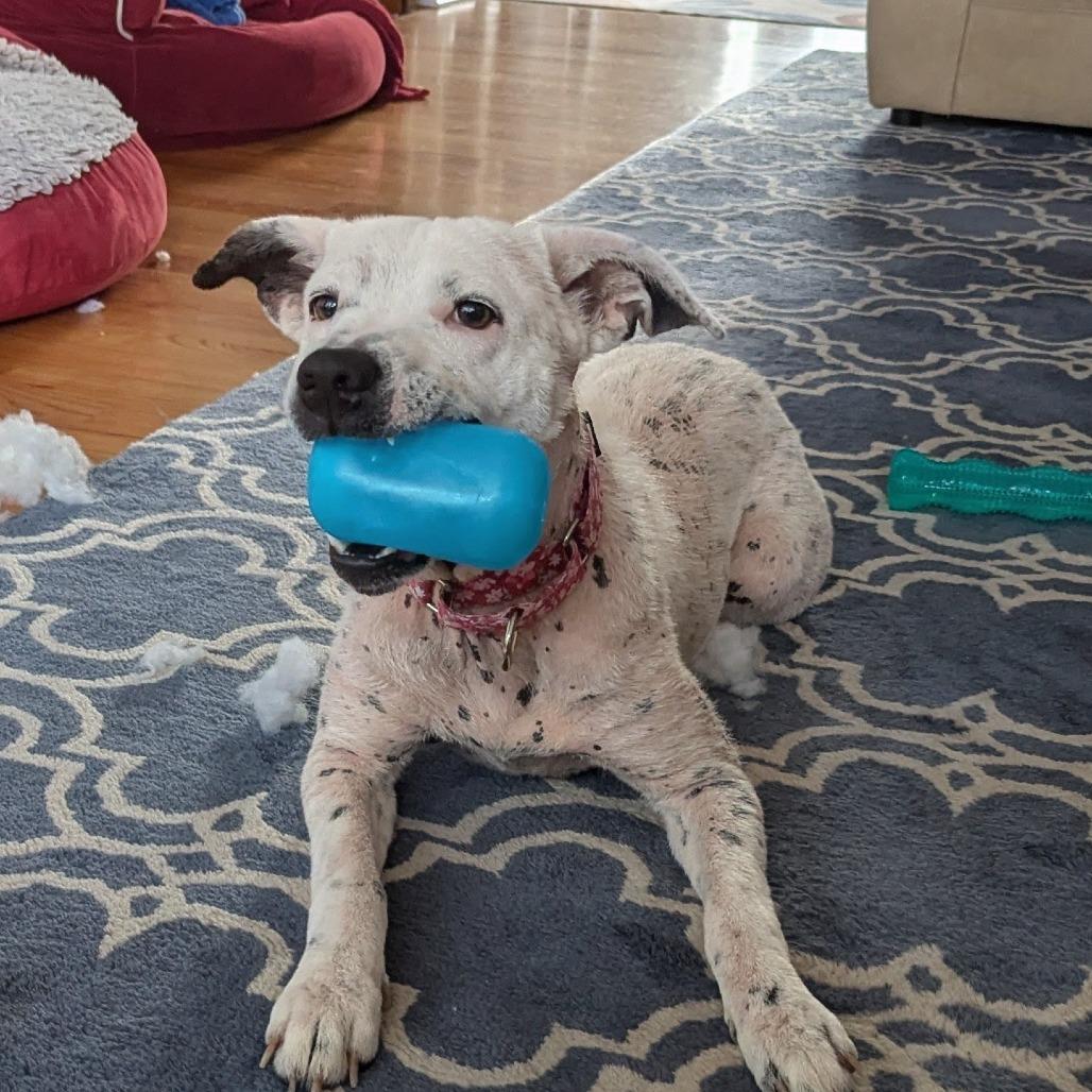 Enlarge Cici, a Adoptable Mixed Breed in Auburn, AL image 6/6