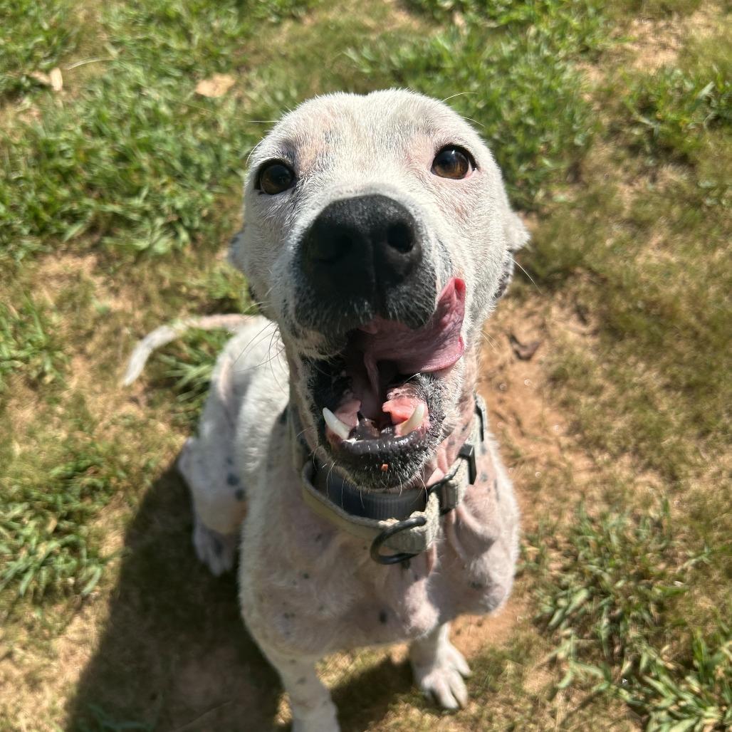 Enlarge Cici, a Adoptable Mixed Breed in Auburn, AL image 5/6