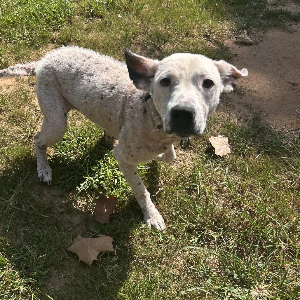 Enlarge Cici, a Adoptable Mixed Breed in Auburn, AL image 6/6