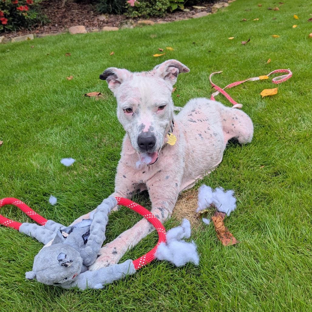 Cici, a Adoptable Mixed Breed in Auburn, AL image 6/6