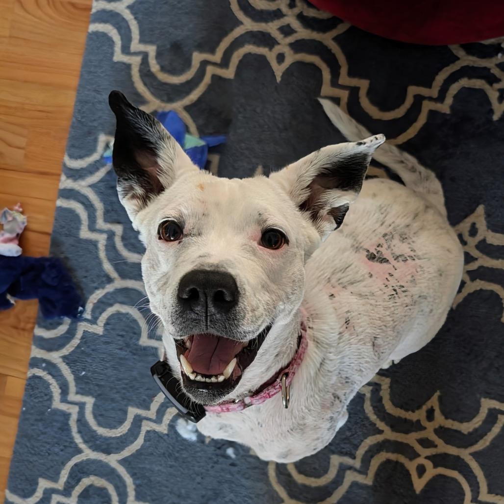 Enlarge Cici, a Adoptable Mixed Breed in Auburn, AL image 6/6