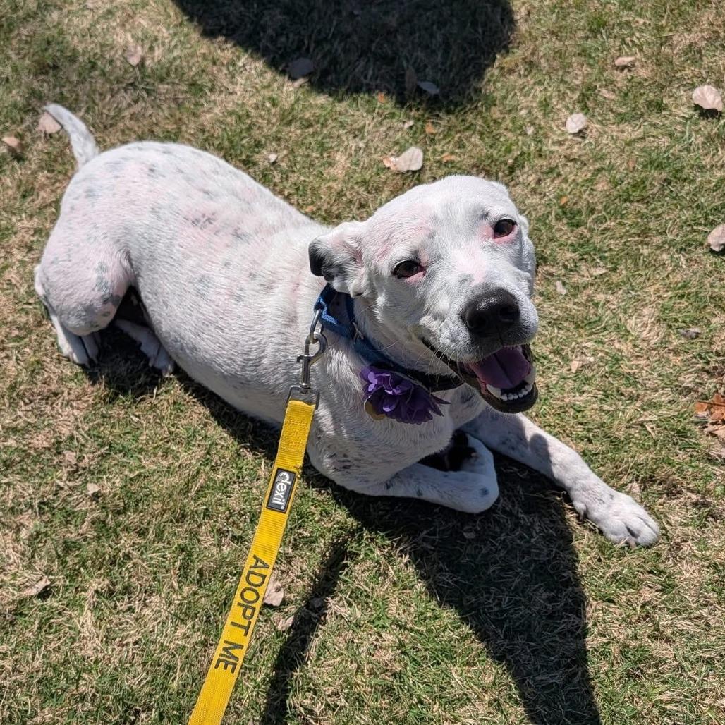 Enlarge Cici, a Adoptable Mixed Breed in Auburn, AL image 6/6