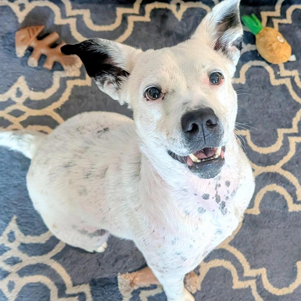 Enlarge Cici, a Adoptable Mixed Breed in Auburn, AL image 6/6