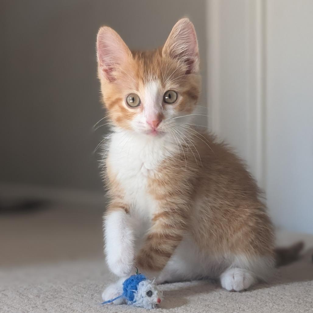 Yates, Adoptable, Kitten Male Domestic Short Hair.