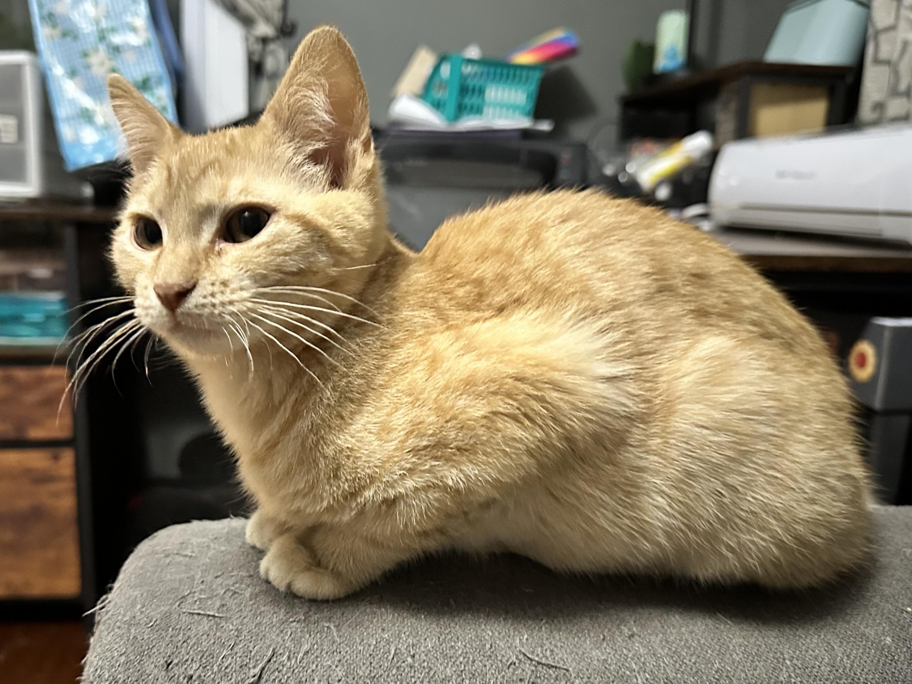 Ned, ADOPTABLE, Kitten Male Domestic Short Hair.