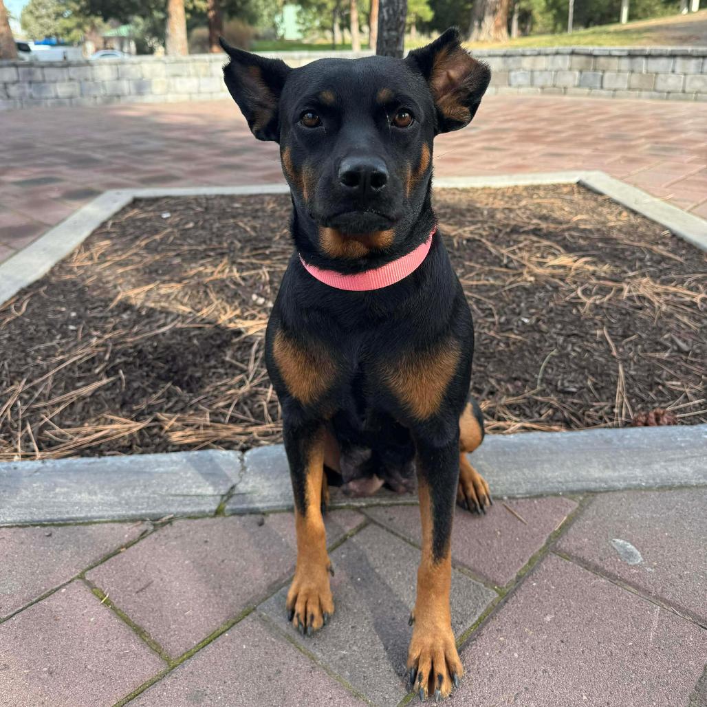 Palmer, Adoptable, Adult Female Mixed Breed.