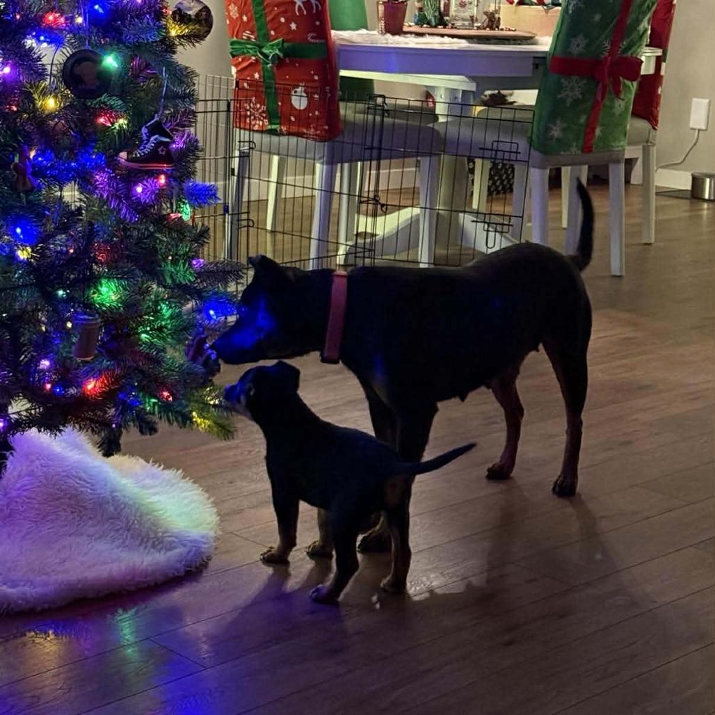 Palmer, a Adoptable Mixed Breed in Bend, OR image 2/6