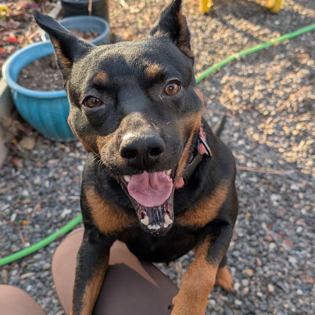 Palmer, a Adoptable Mixed Breed in Bend, OR image 4/6