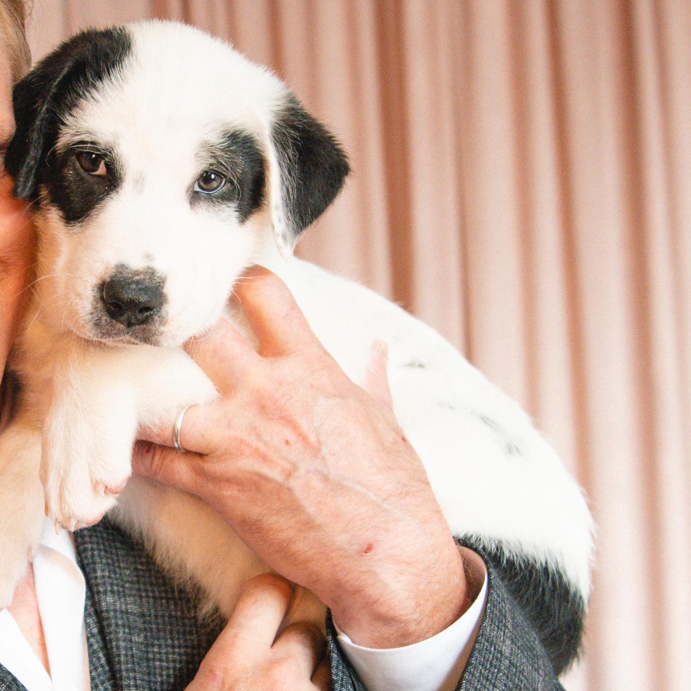 River, an adoptable German Shepherd Dog in Barrie, ON, L4N 0S5 | Photo Image 1