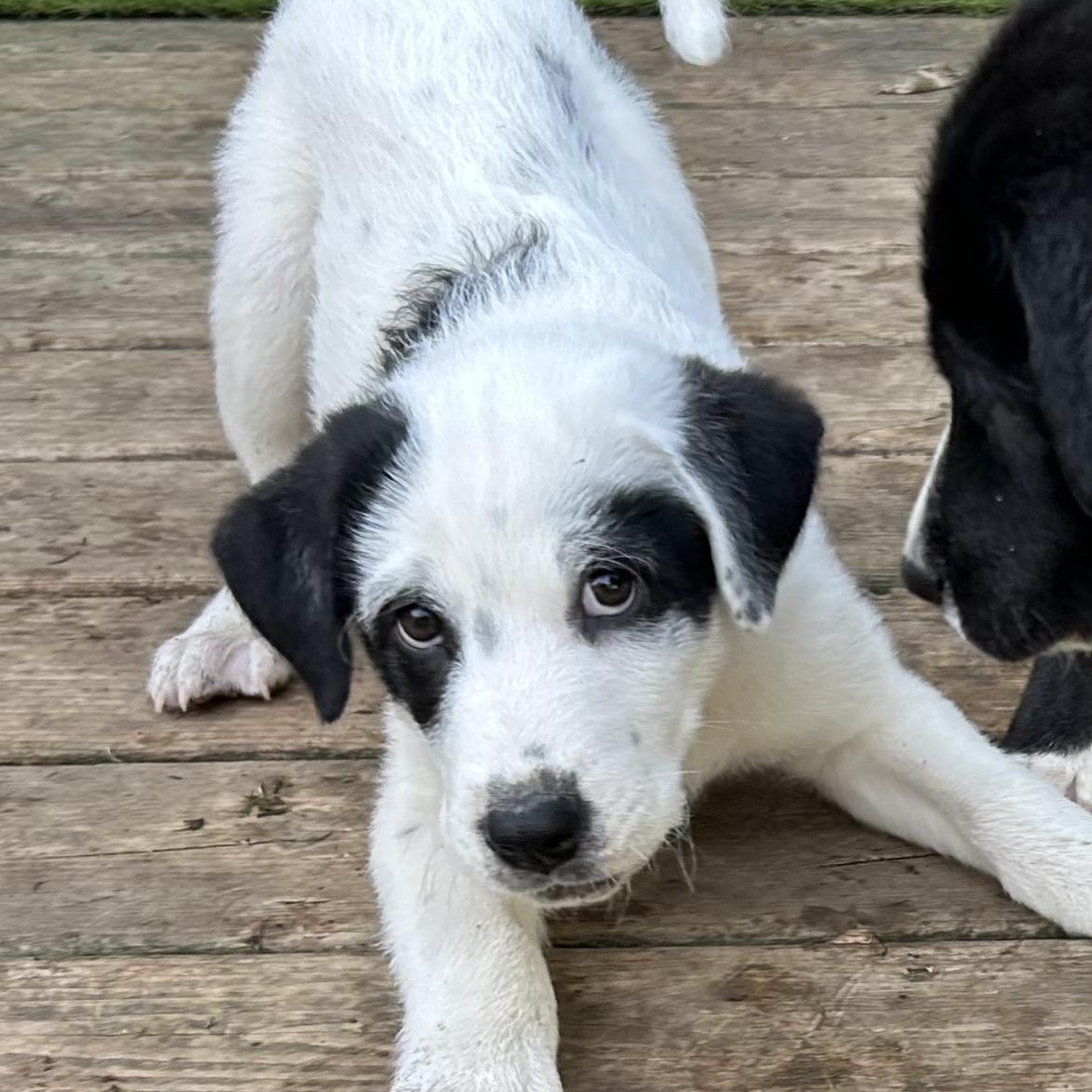 River, an adoptable German Shepherd Dog in Barrie, ON, L4N 0S5 | Photo Image 2