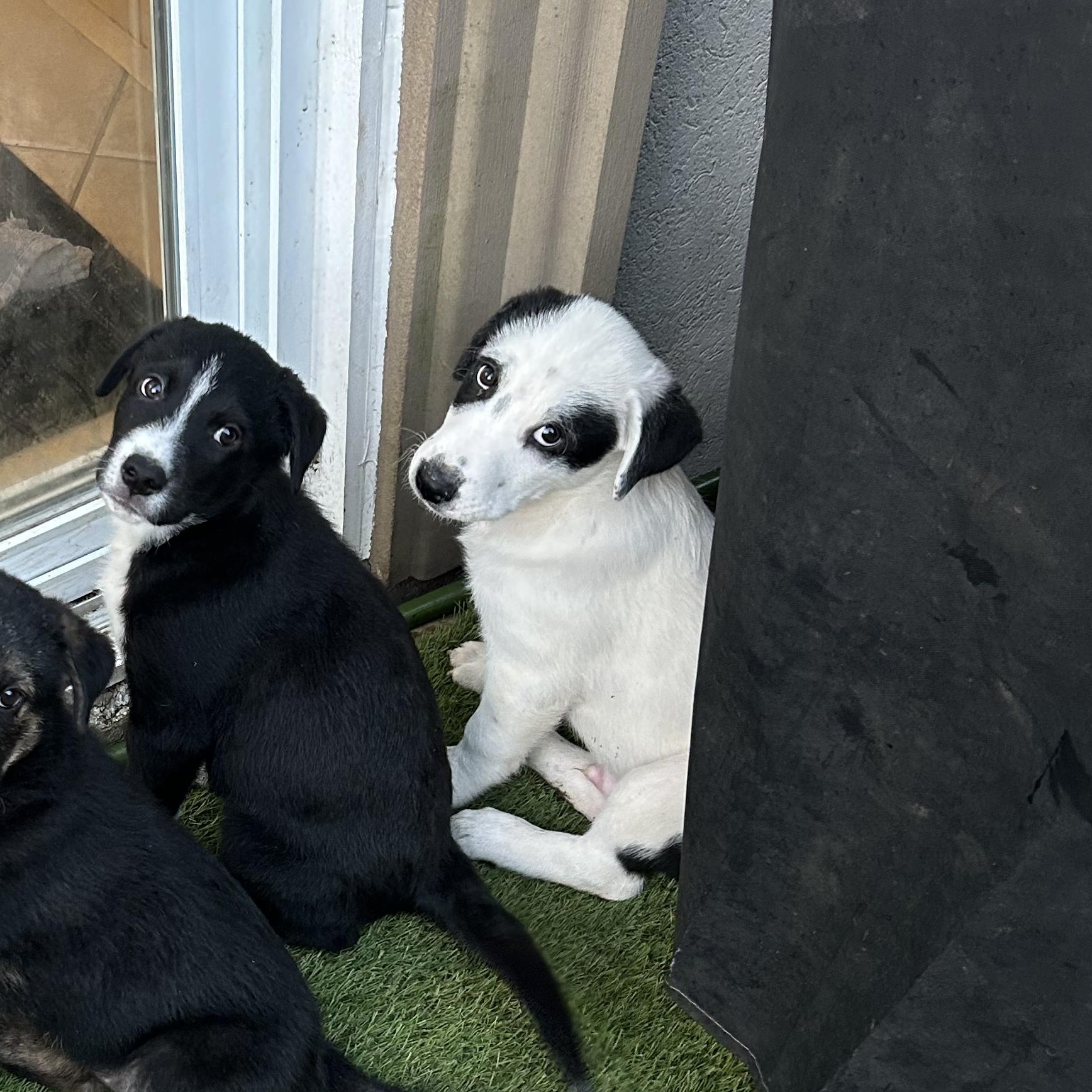 River, an adoptable German Shepherd Dog in Barrie, ON, L4N 0S5 | Photo Image 3