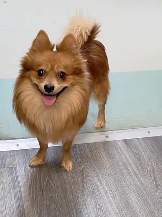 Enlarge Dior, an adopted Pomeranian in East Lansing, MI image 4/4