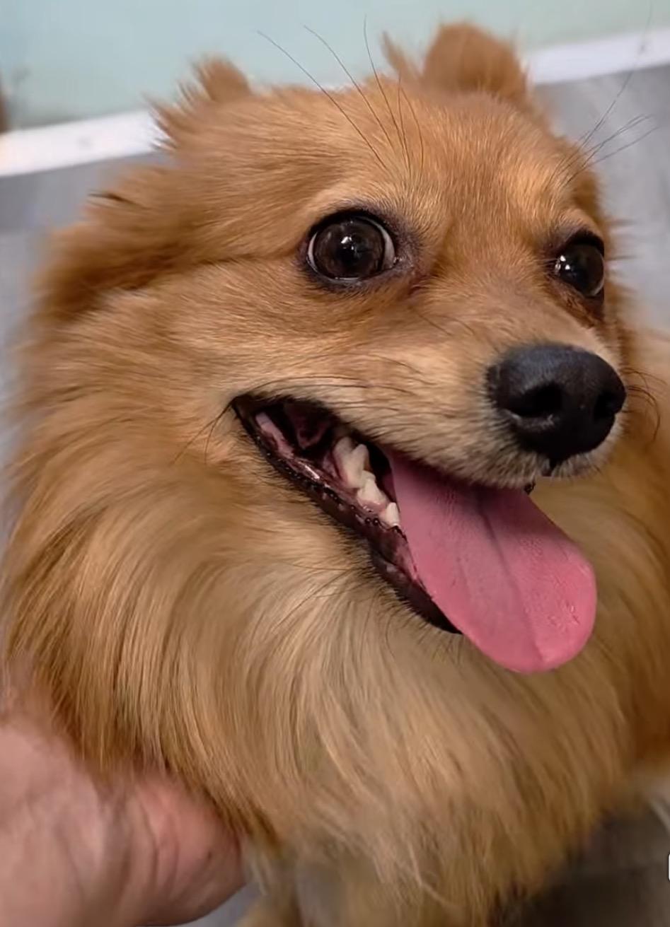 Enlarge Dior, an adopted Pomeranian in East Lansing, MI image 3/4