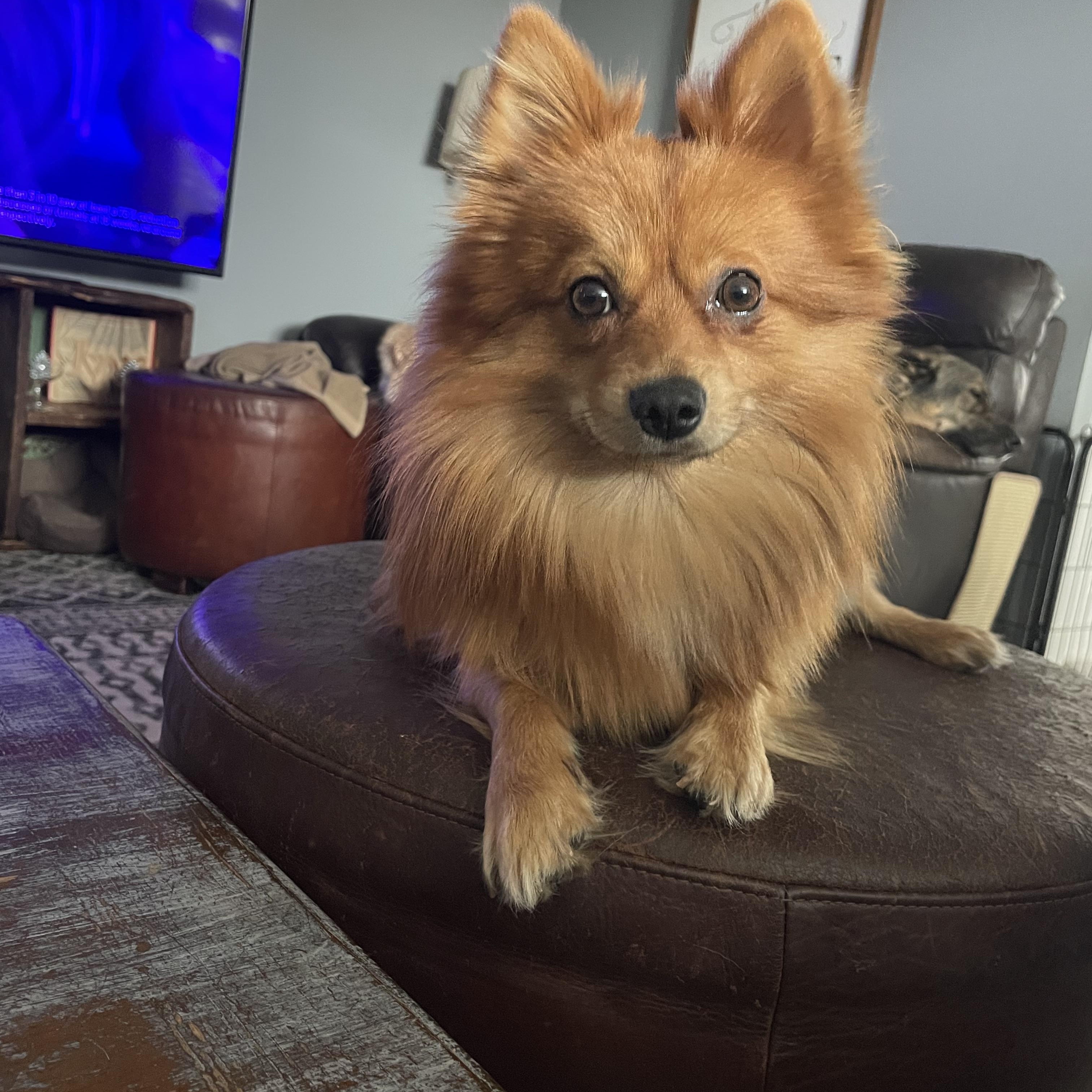 Dior, a ADOPTABLE Pomeranian in East Lansing, MI image 1/2