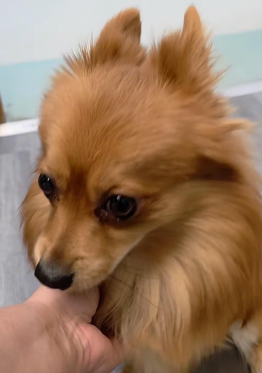 Dior, a ADOPTABLE Pomeranian in East Lansing, MI image 2/2