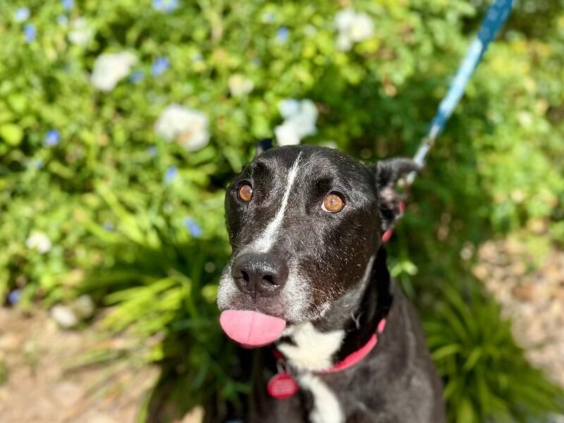 Otto Your Easy Going Friend — thumbnail 2