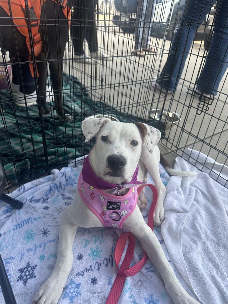 Gidget, Adoptable, Puppy Female Pit Bull Terrier.