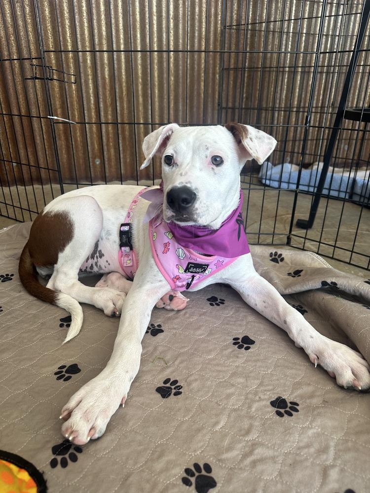 Enlarge Gidget, a Adoptable mixed breed in Colorado Springs, CO image 2/6