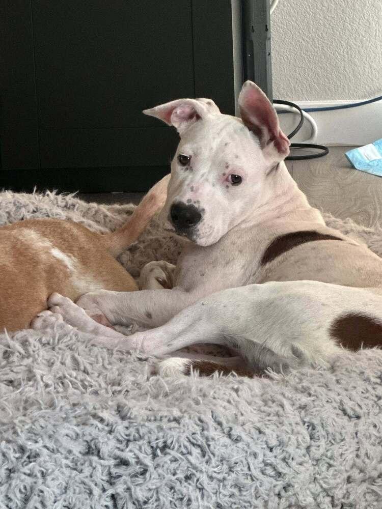 Enlarge Gidget, a Adoptable mixed breed in Colorado Springs, CO image 3/6