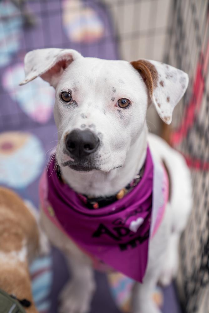 Enlarge Gidget, a Adoptable mixed breed in Colorado Springs, CO image 4/6
