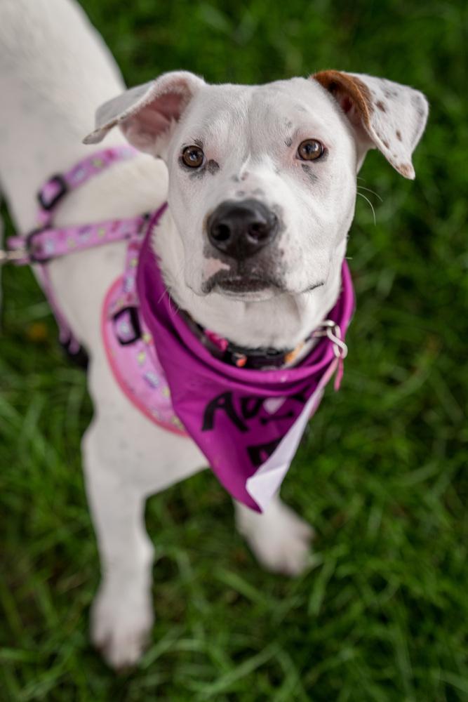 Enlarge Gidget, a Adoptable mixed breed in Colorado Springs, CO image 5/6