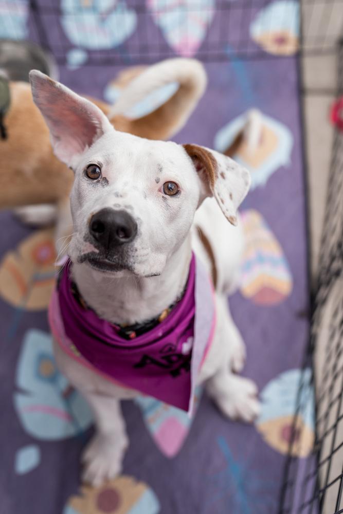 Enlarge Gidget, a Adoptable mixed breed in Colorado Springs, CO image 6/6