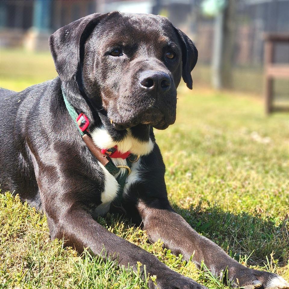 Vince, Adoptable, Adult Male Mixed Breed.