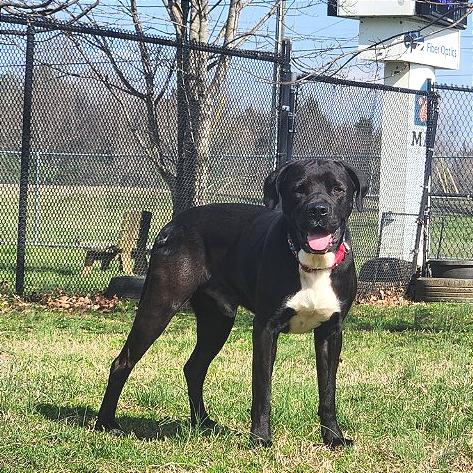 Enlarge Vince, a Adoptable Mixed Breed in Chattanooga, TN image 2/6