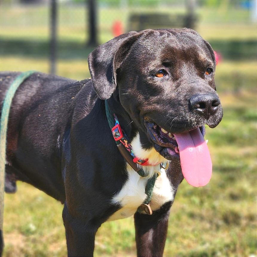 Enlarge Vince, a Adoptable Mixed Breed in Chattanooga, TN image 3/6
