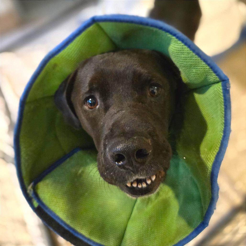 Enlarge Vince, a Adoptable Mixed Breed in Chattanooga, TN image 4/6
