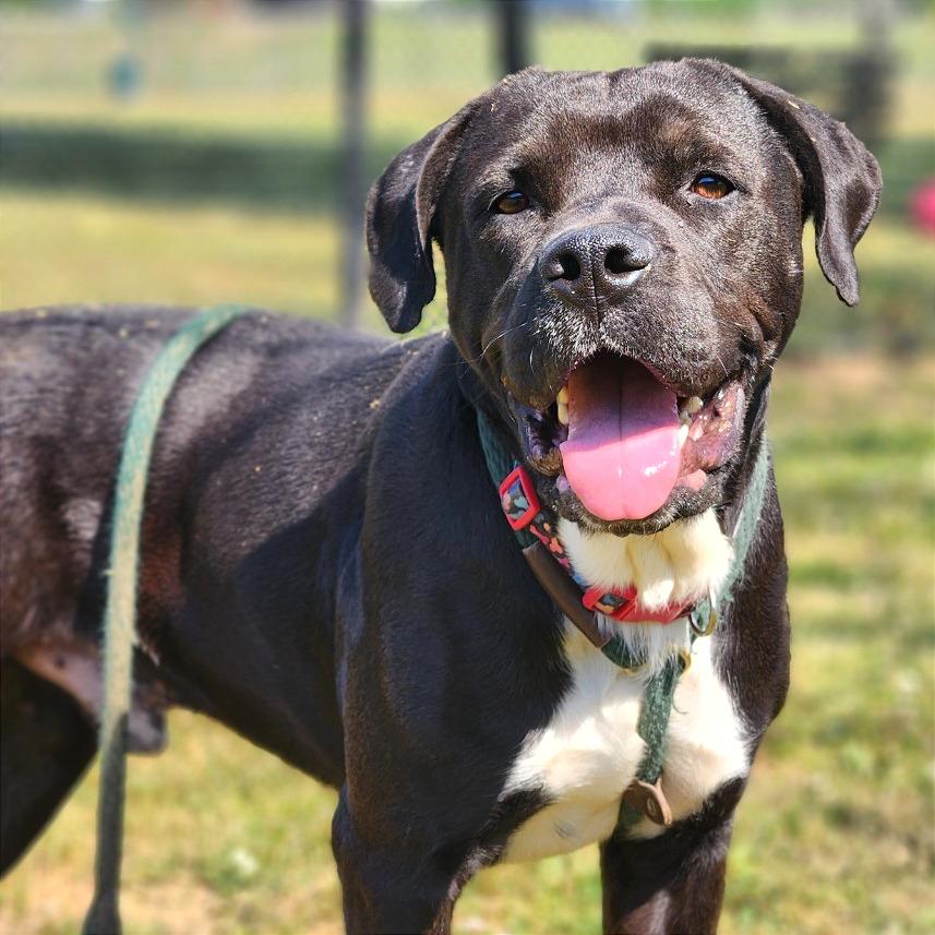 Enlarge Vince, a Adoptable Mixed Breed in Chattanooga, TN image 5/6