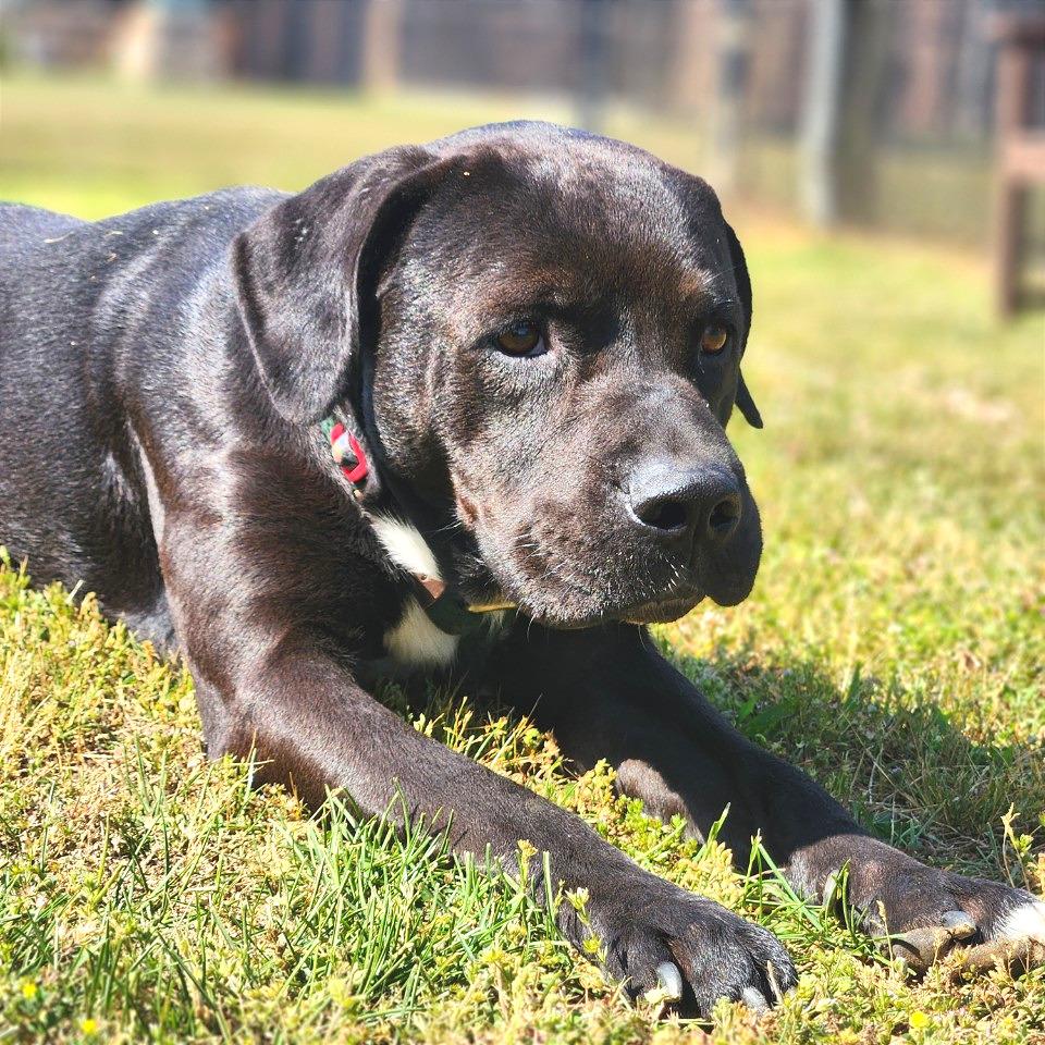 Enlarge Vince, a Adoptable Mixed Breed in Chattanooga, TN image 6/6