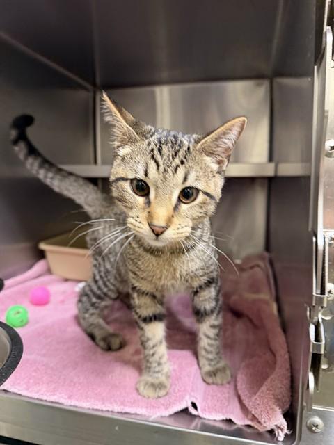 SPOON, Adoptable, Kitten Male Domestic Short Hair.
