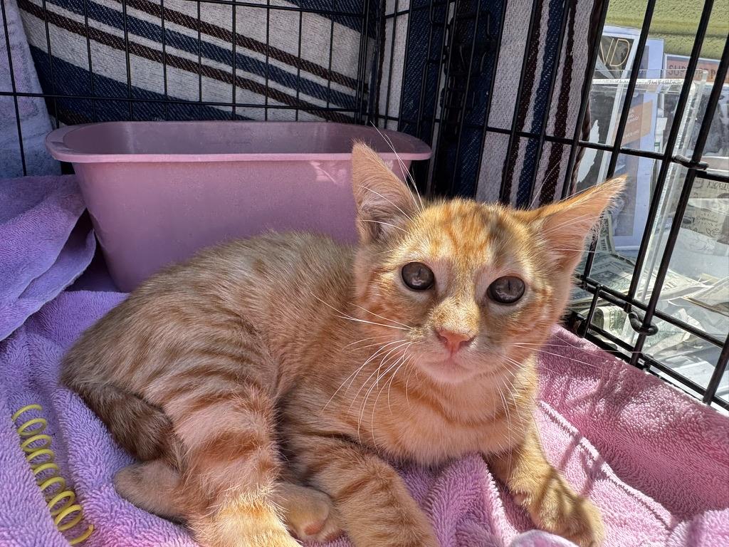 Freeway, a ADOPTABLE Domestic Short Hair in Emeryville, CA image 3/5