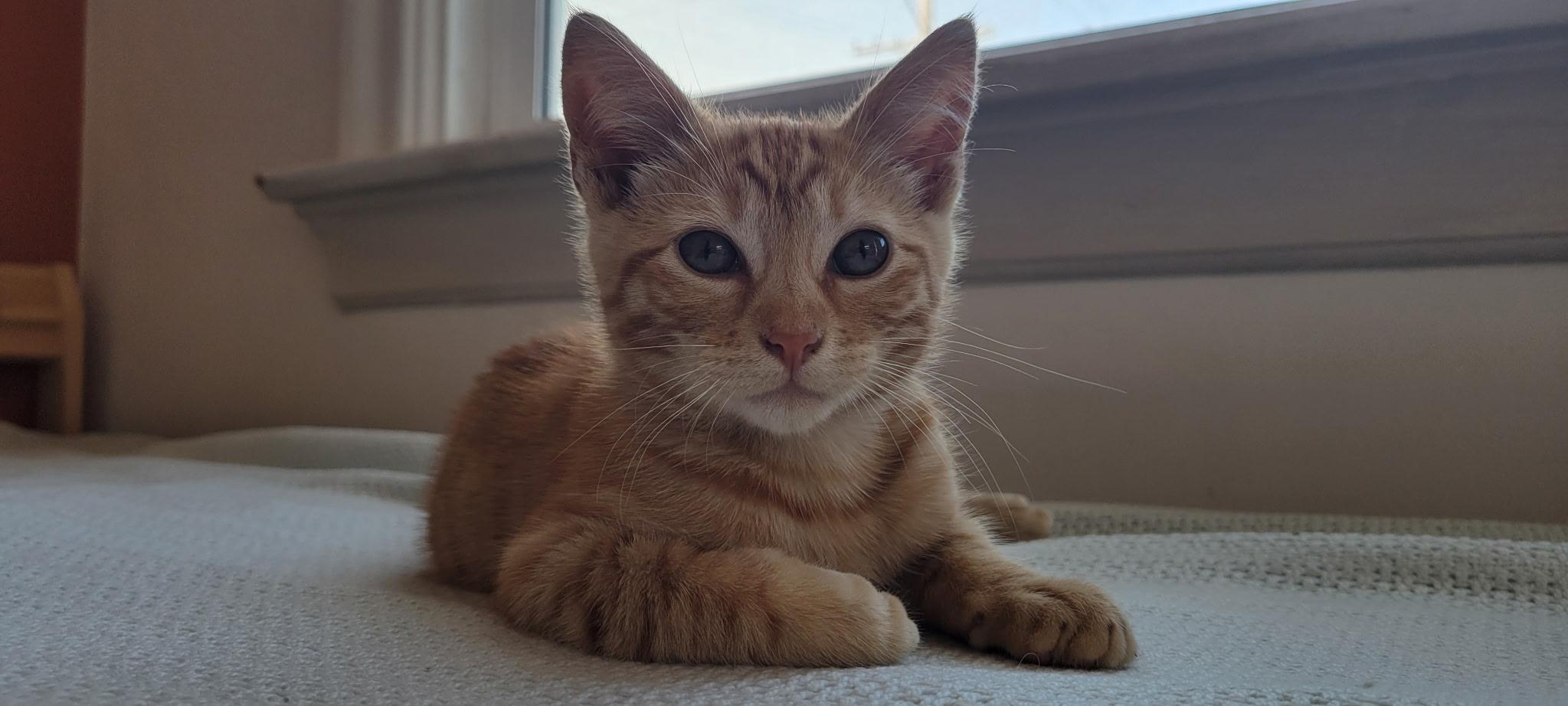 Freeway, a ADOPTABLE Domestic Short Hair in Emeryville, CA image 4/5